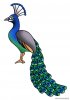 simple-peacock-feather-design-clipart-panda-free-clipart-images-tNmkSl-clipart.jpeg