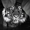 black-and-white-tiger-abstract-animals-art-big-cats-d-v-tattoodonkey.com.jpg