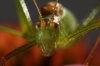 grasshopper with droplets.jpg