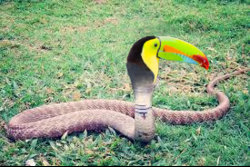 ToucanCobra_01.jpg