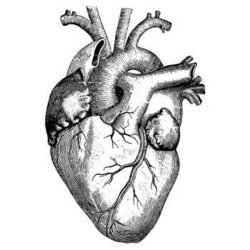 original_human_heart_by_montanahoffman6373-d5jjacx.jpg