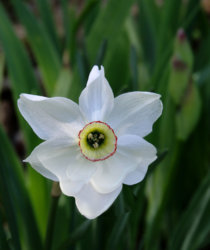 daffodil.jpg