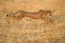 01-animal-speed-cheetah.jpg