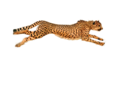 01-animal-speed-cheetah.png