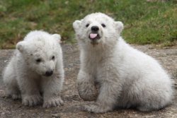 140320-polar-bear1_nhwdne.jpg