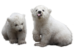 140320-polar-bear1_nhwdne.png