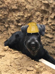 dog_hardhat.jpeg