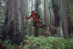 Deadpool forest.jpg