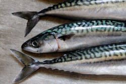 mackerels.jpg