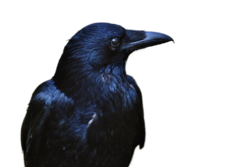 crow.png