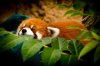 redpanda-1053-1.jpg