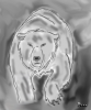 bear sketch.png