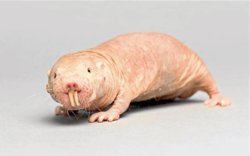 mole rat.jpg