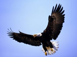 Magnificent_Wings_Bald_Eagle_1152x864.jpg