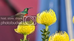 greatercollaredsunbird_4_wmckay11.jpg