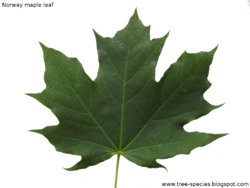 Acer%2Bplatanoides%2BNorway%2Bmaple%2Bleaf.jpg