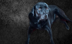 black lab edited V3.jpg