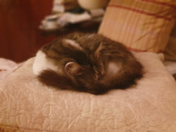 cat sleeping edited 1.jpg