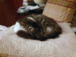 cat sleeping edited 2.jpg