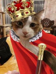 Royal Cat.png