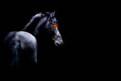 dark-animals-horse-black-wallpaper.jpg