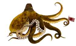 octopus 2.png