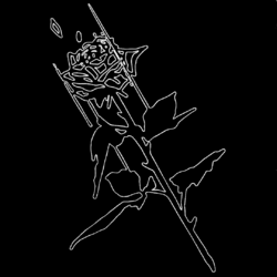 Rose-Outline-on-Black.png