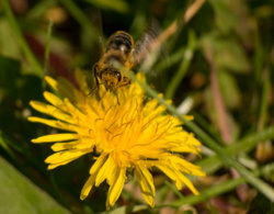 Honeybee on Dandelion 04272020-1.jpg