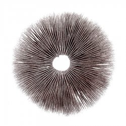 spore-print.jpg