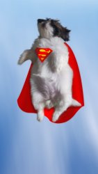 SuperDog_01.jpg