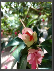 red flower side by side with mask.JPG