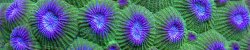 brain-coral-green-and-purple.jpg